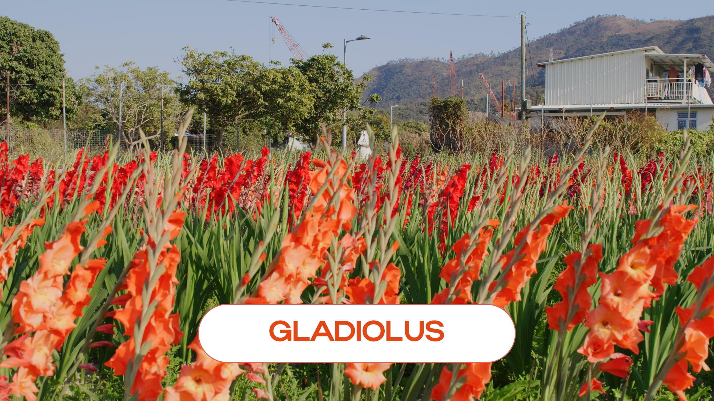 Gladiolus