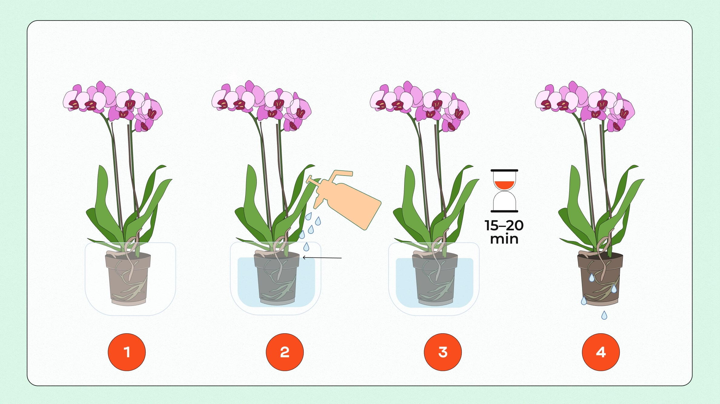 Submerging an orchid in water