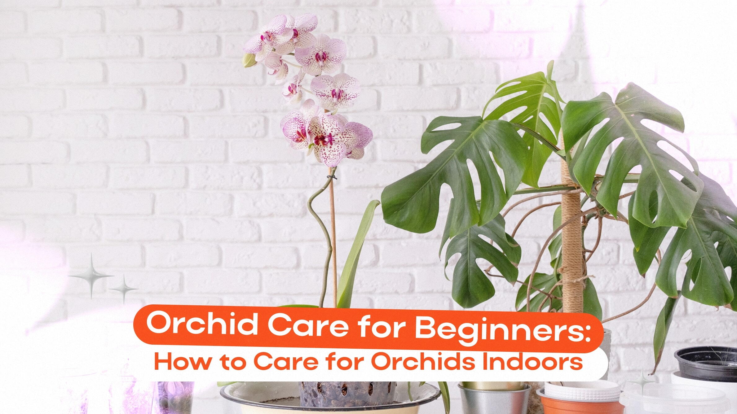 Orchid Care at Home