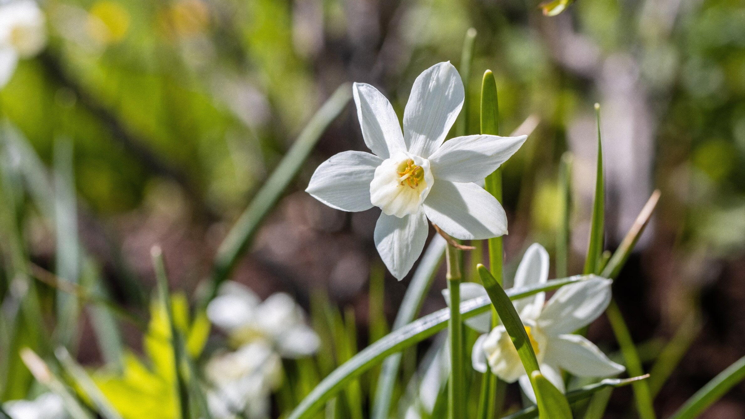 White narcissus