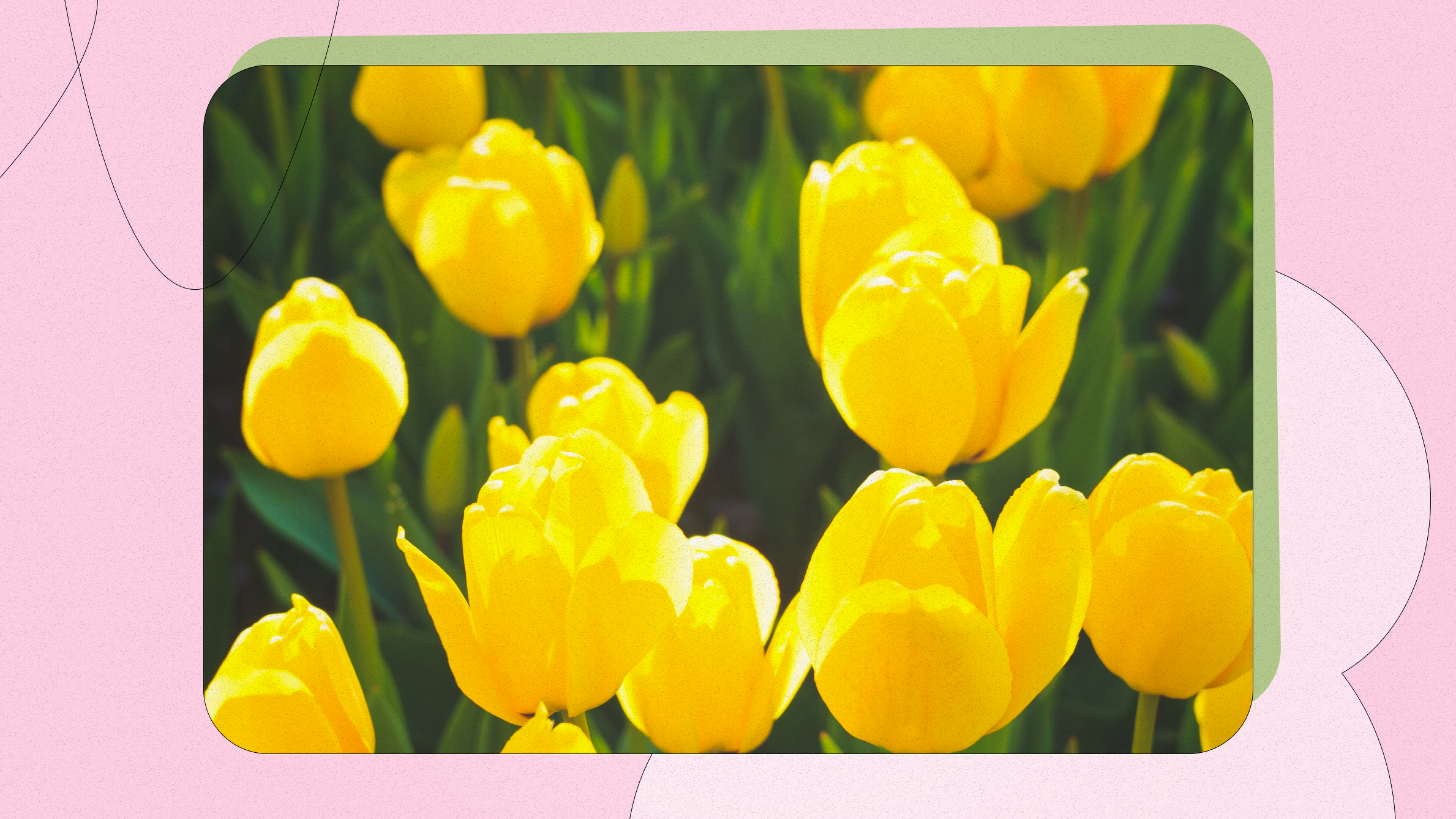 Yellow Tulips