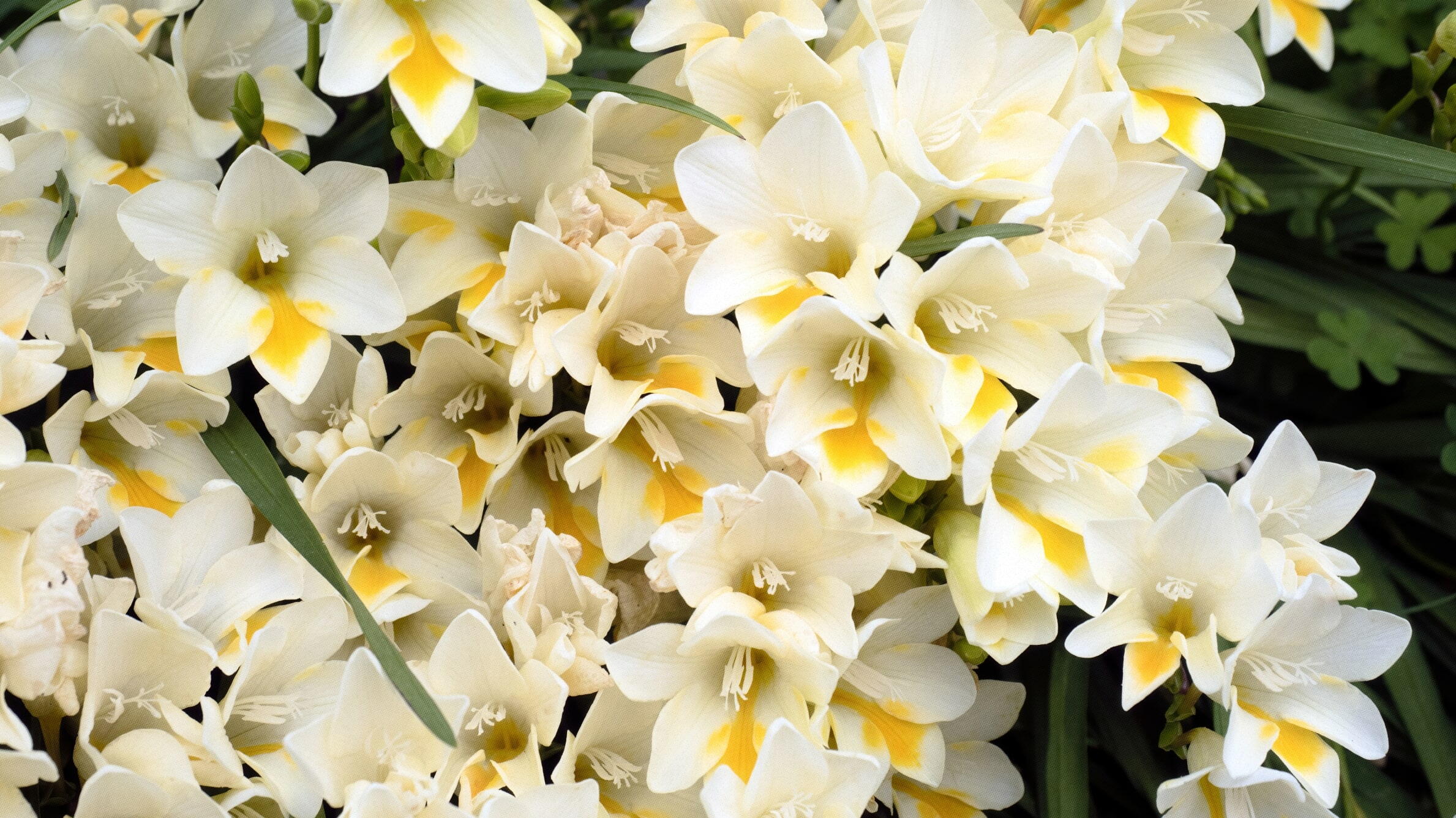 Freesia for Mothers Day