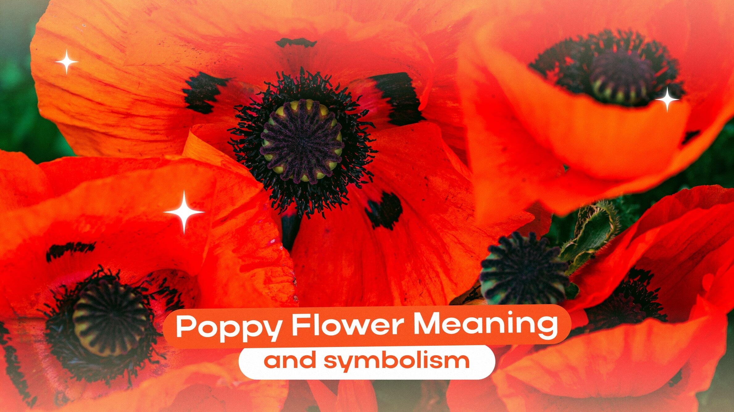 Poppy Flower Meaning and Symbolism