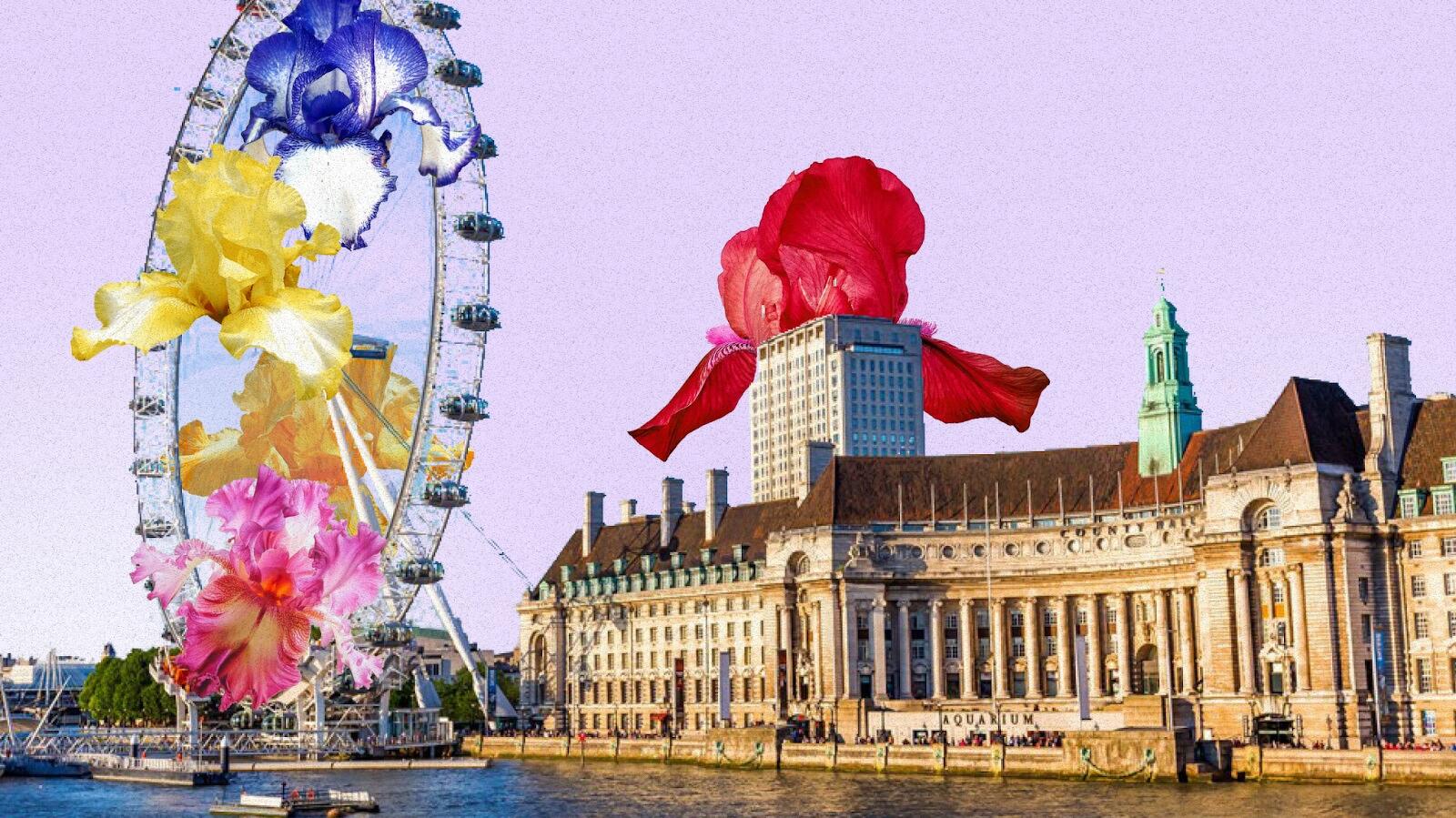 Iris Symbolism Around the World