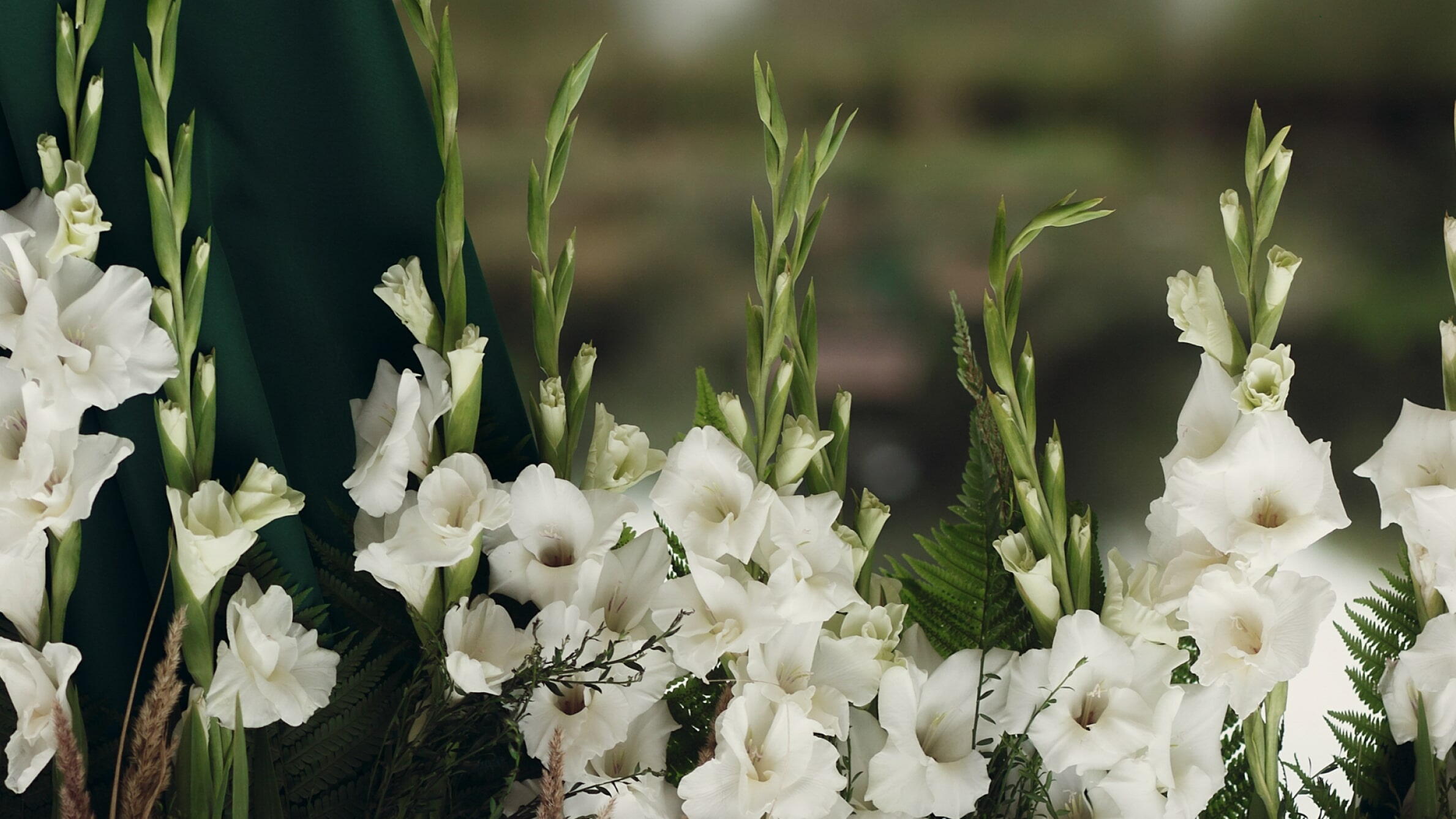 White Gladiolus