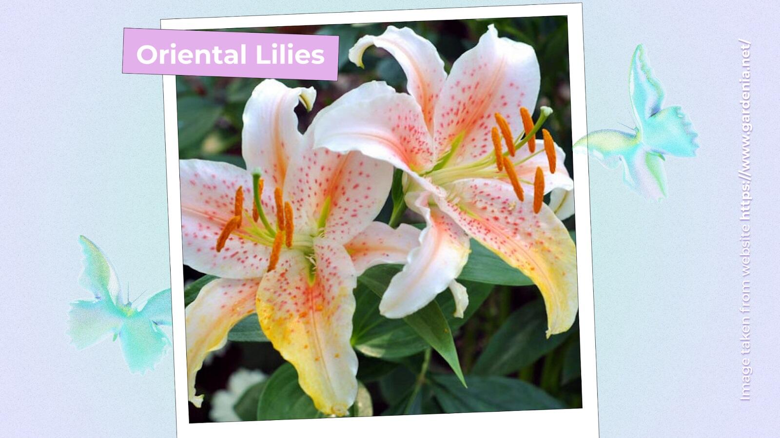 Oriental Lilies