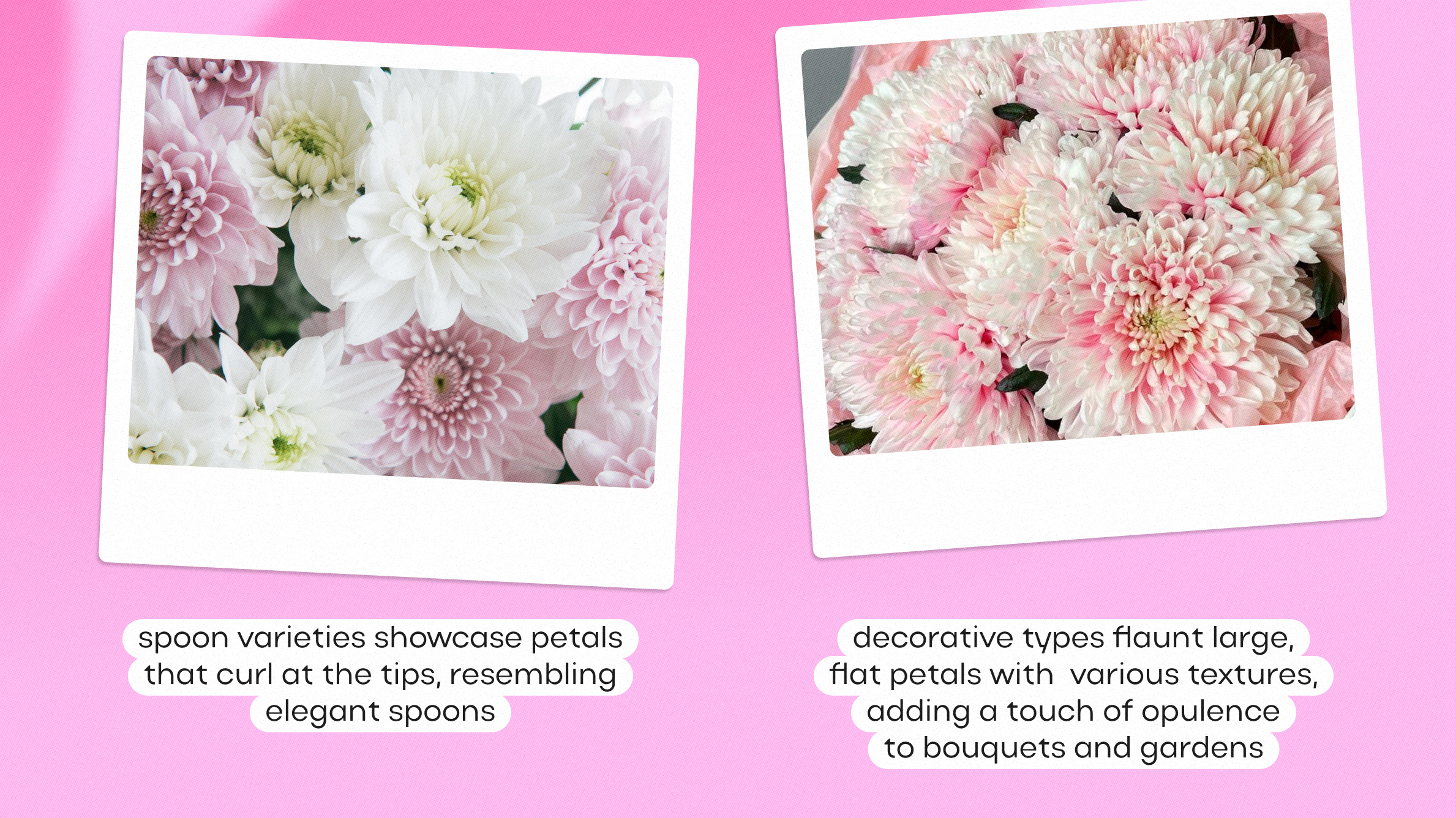 &nbsp;Chrysanthemum types<br>