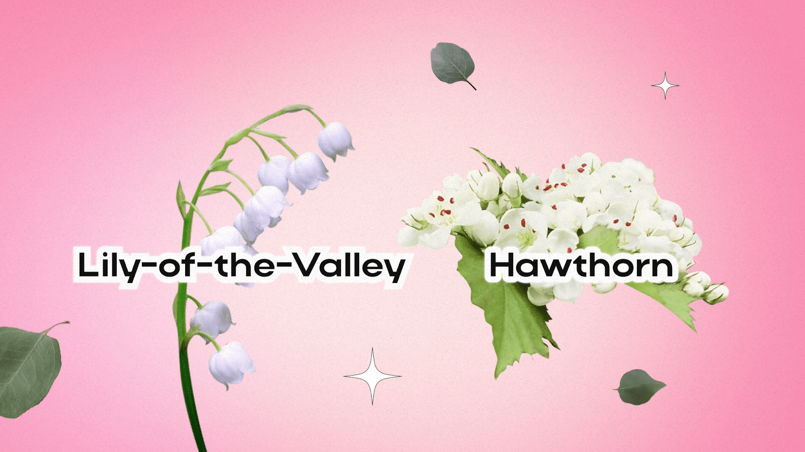 Birth Flowers for May