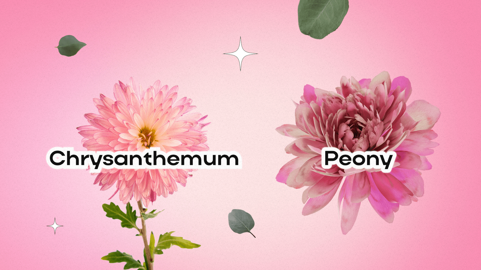 Birth Flowers for November