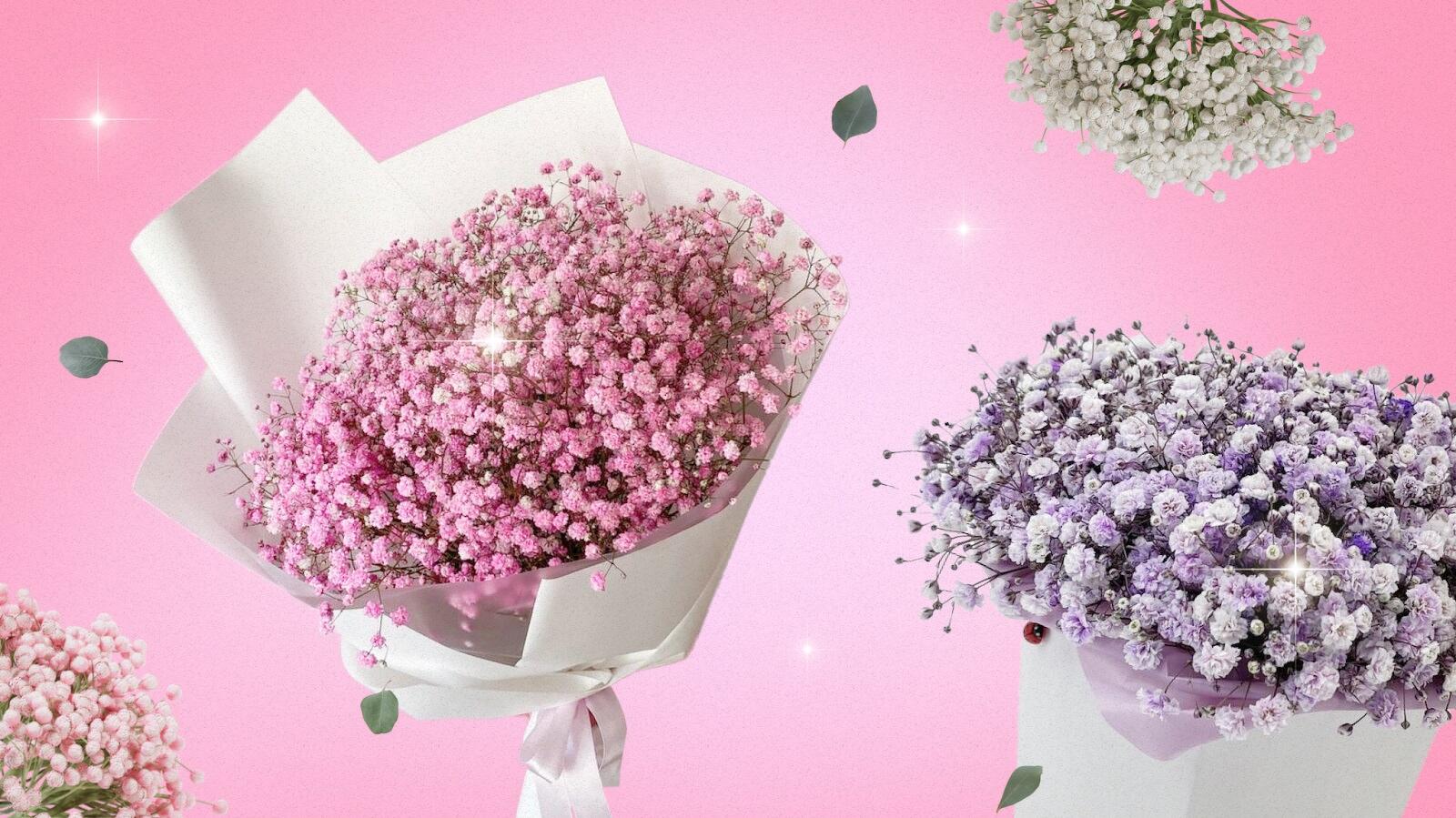 Gypsophila Flower: Meaning, Symbolism and Colors