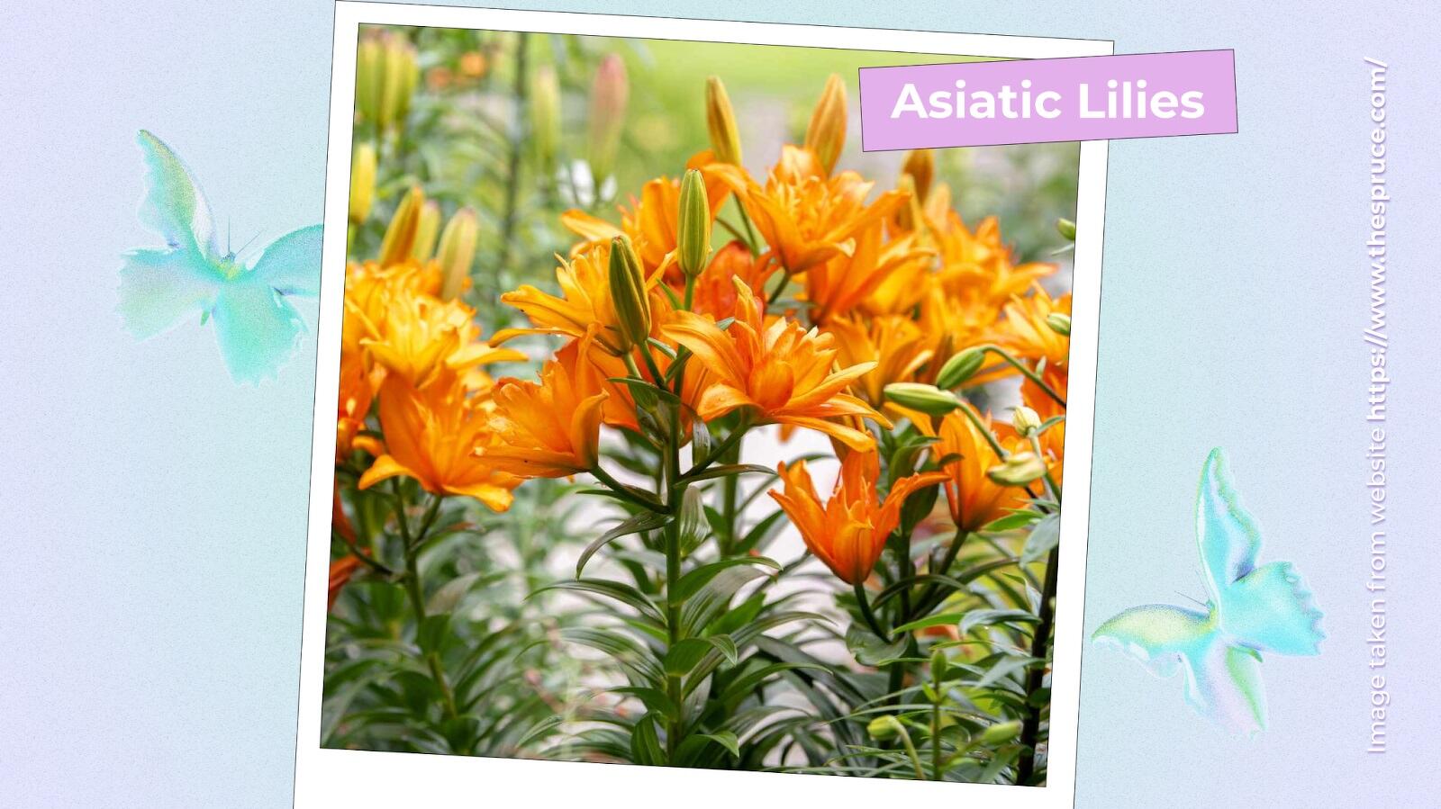 Asiatic Lilies