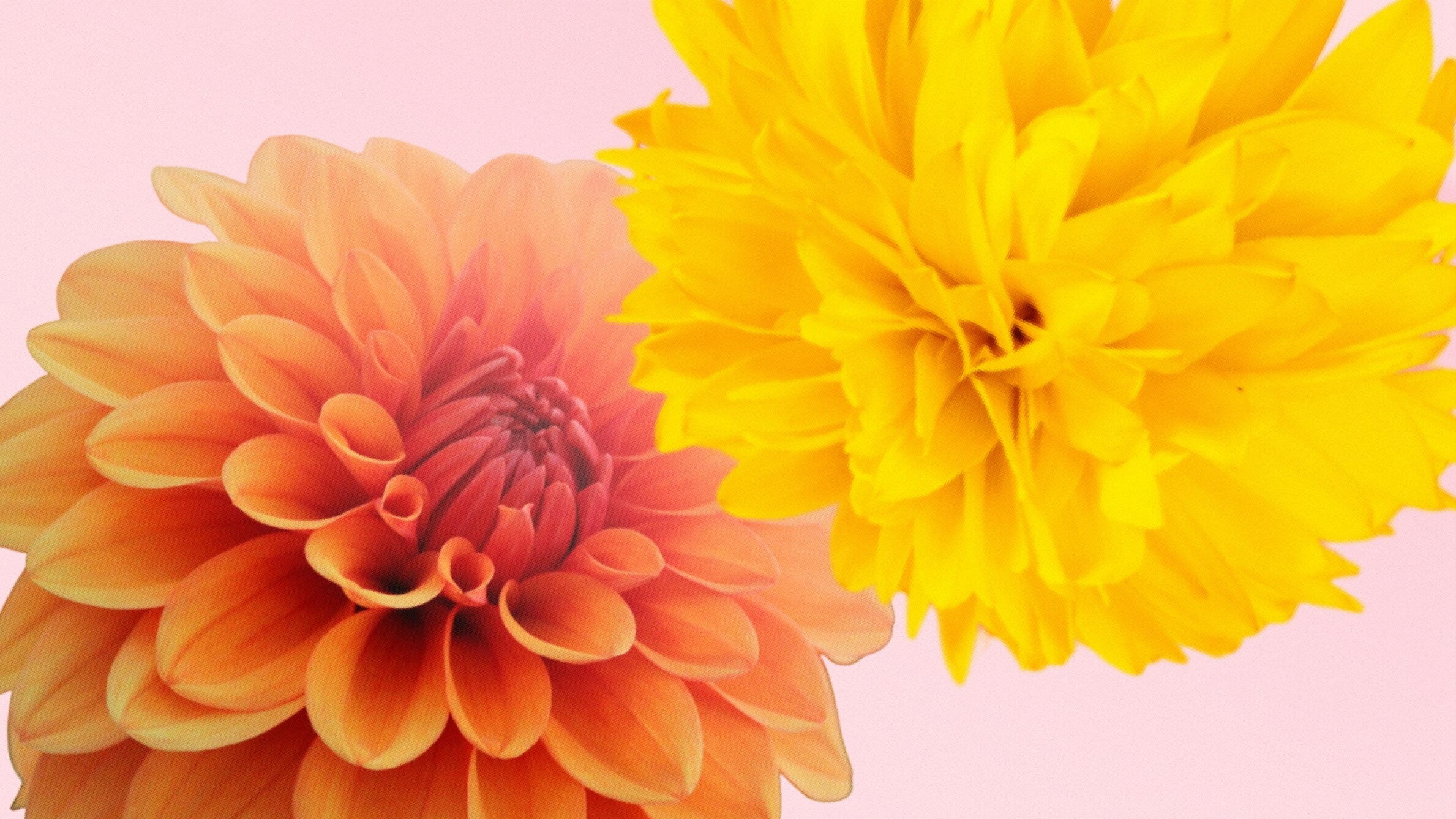 Yellow and Orange Dahlia