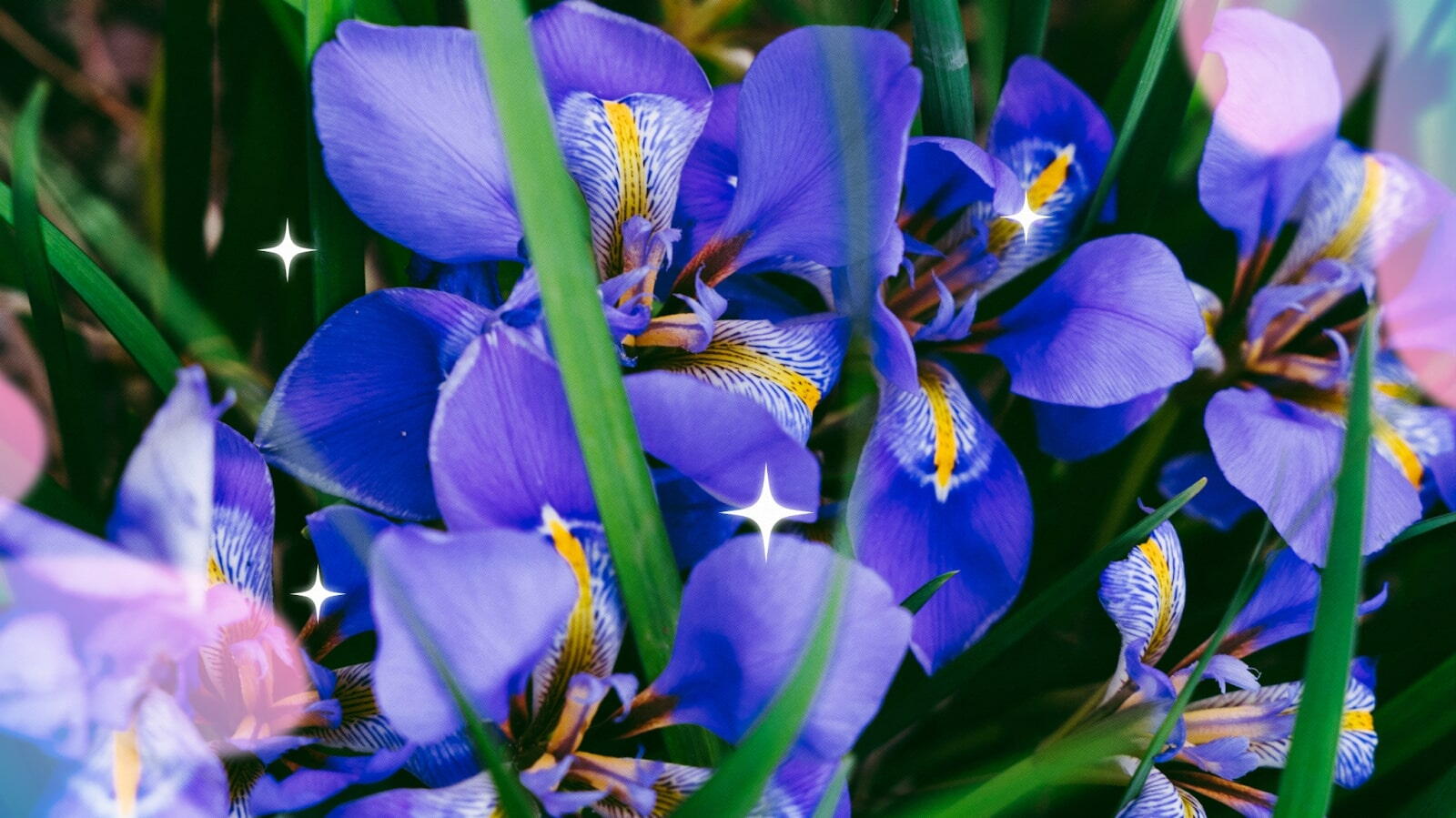 Irises