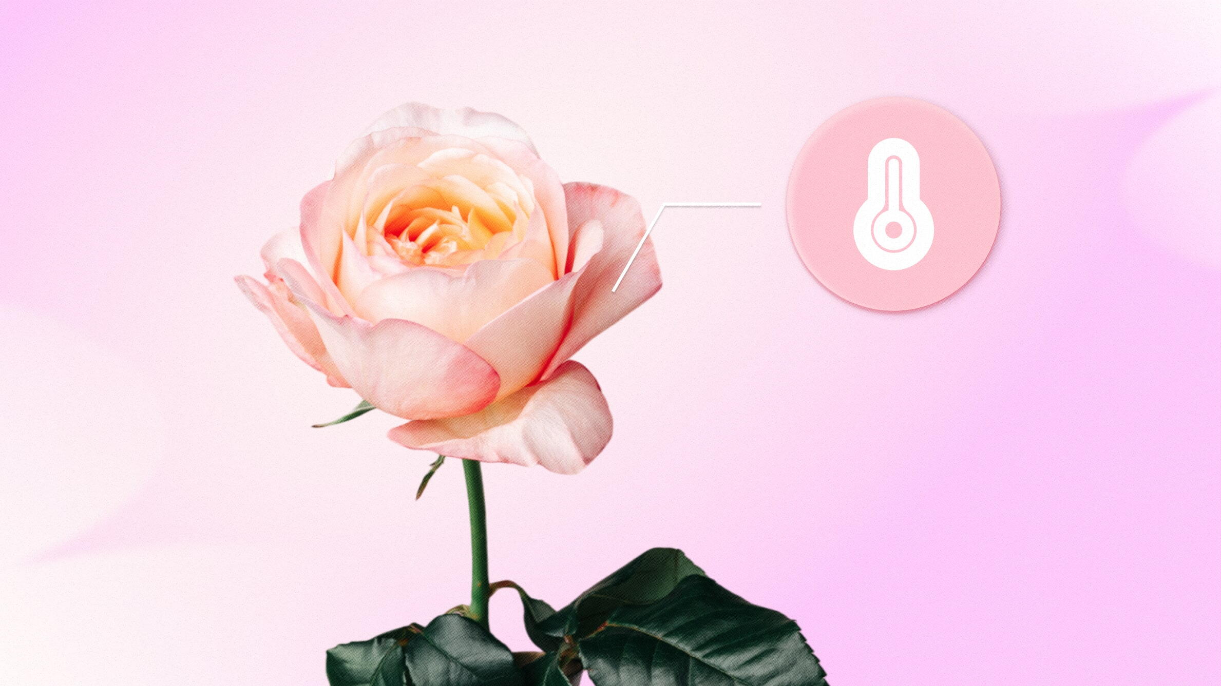 The impact of temperature on floral lifespan