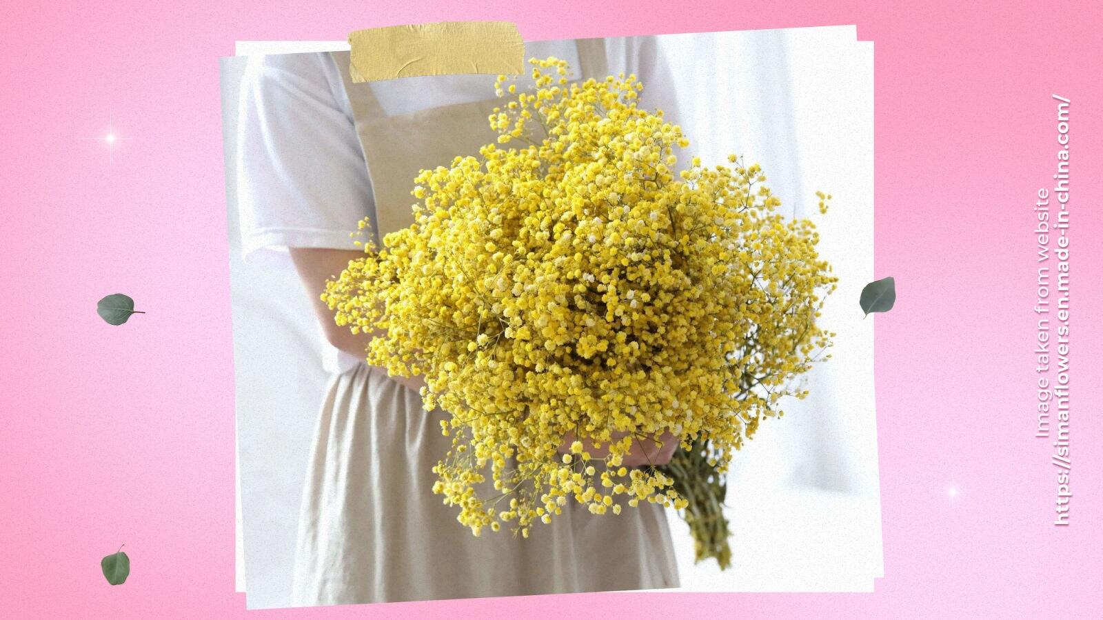Yellow Gypsophila