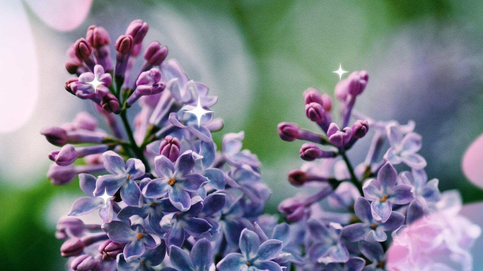 Lilacs
