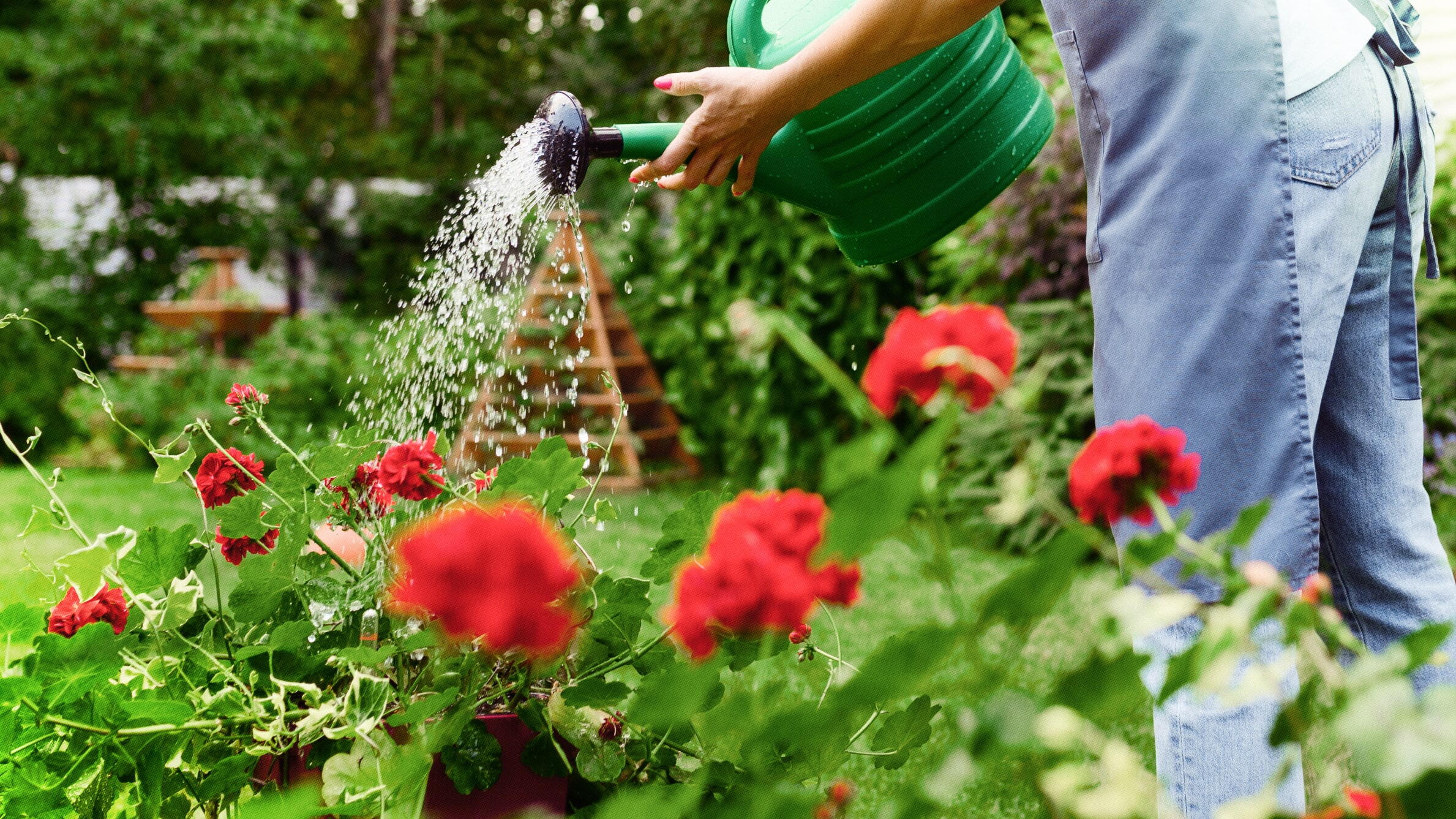 The role of water in flower health