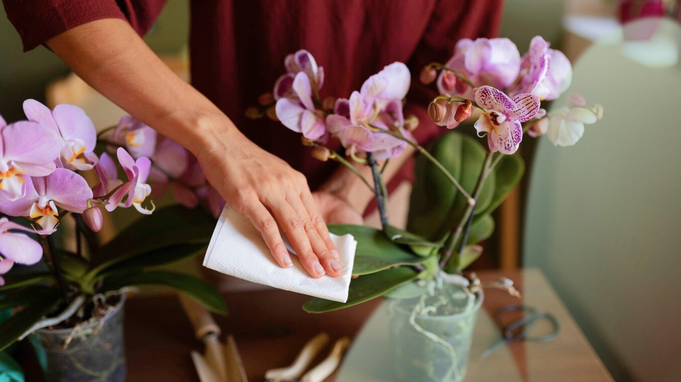 Orchid care after flowering