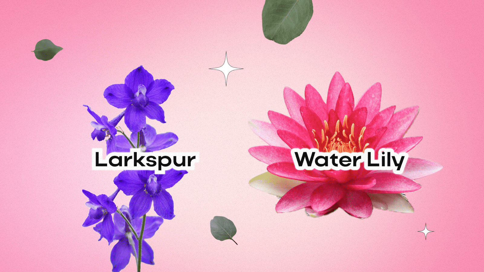 Birth Flowers for July