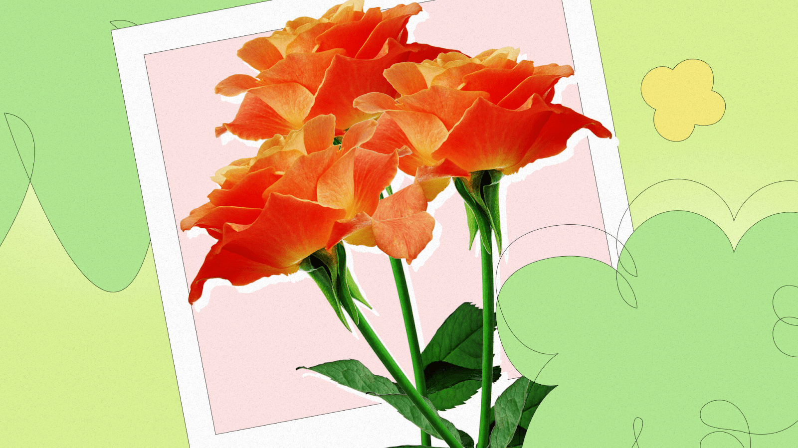 What do orange roses mean?