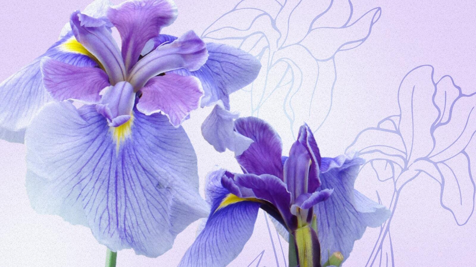 Iris Flower Symbolic Colour Meaning