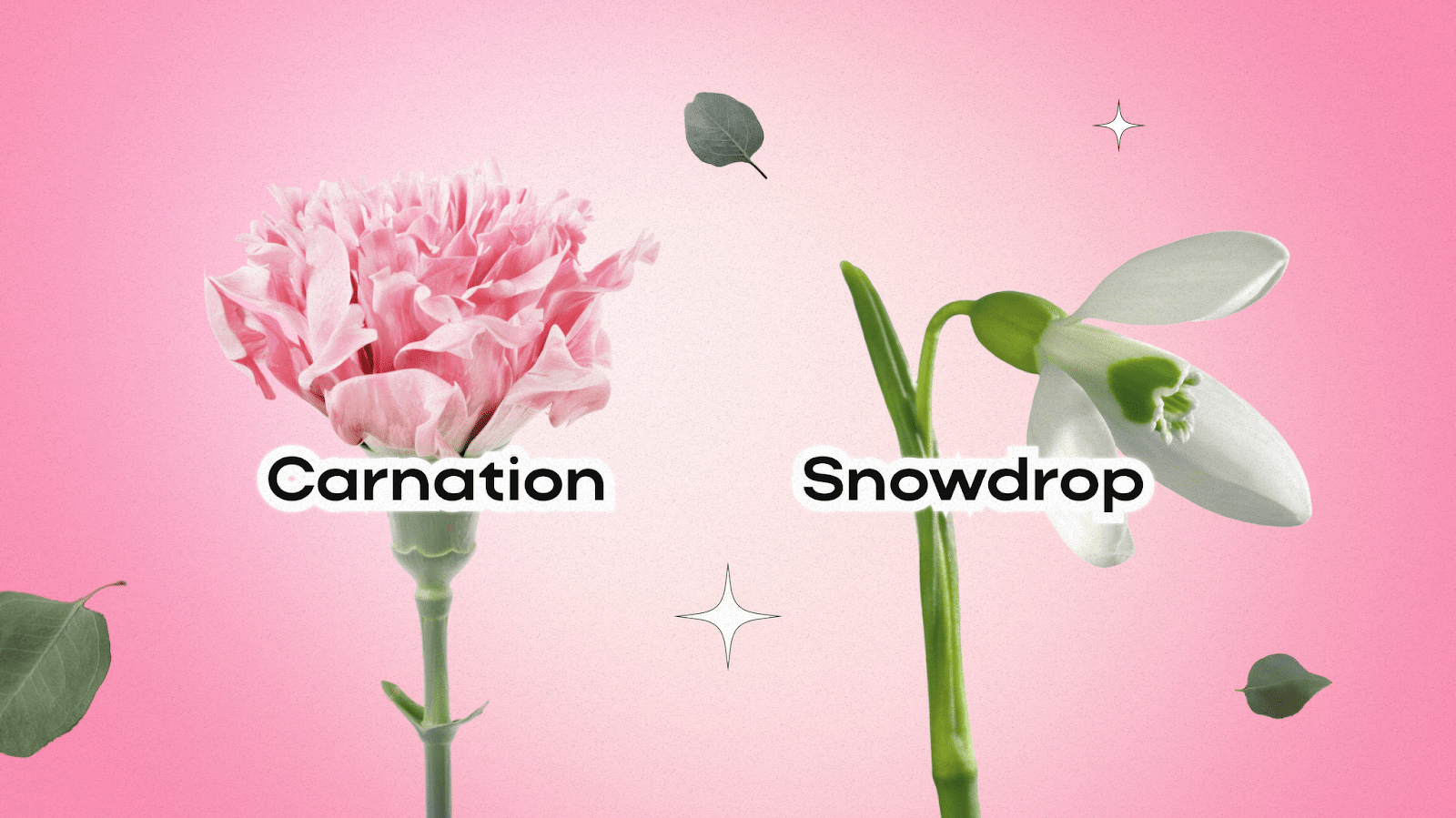 Birth Flowers for January