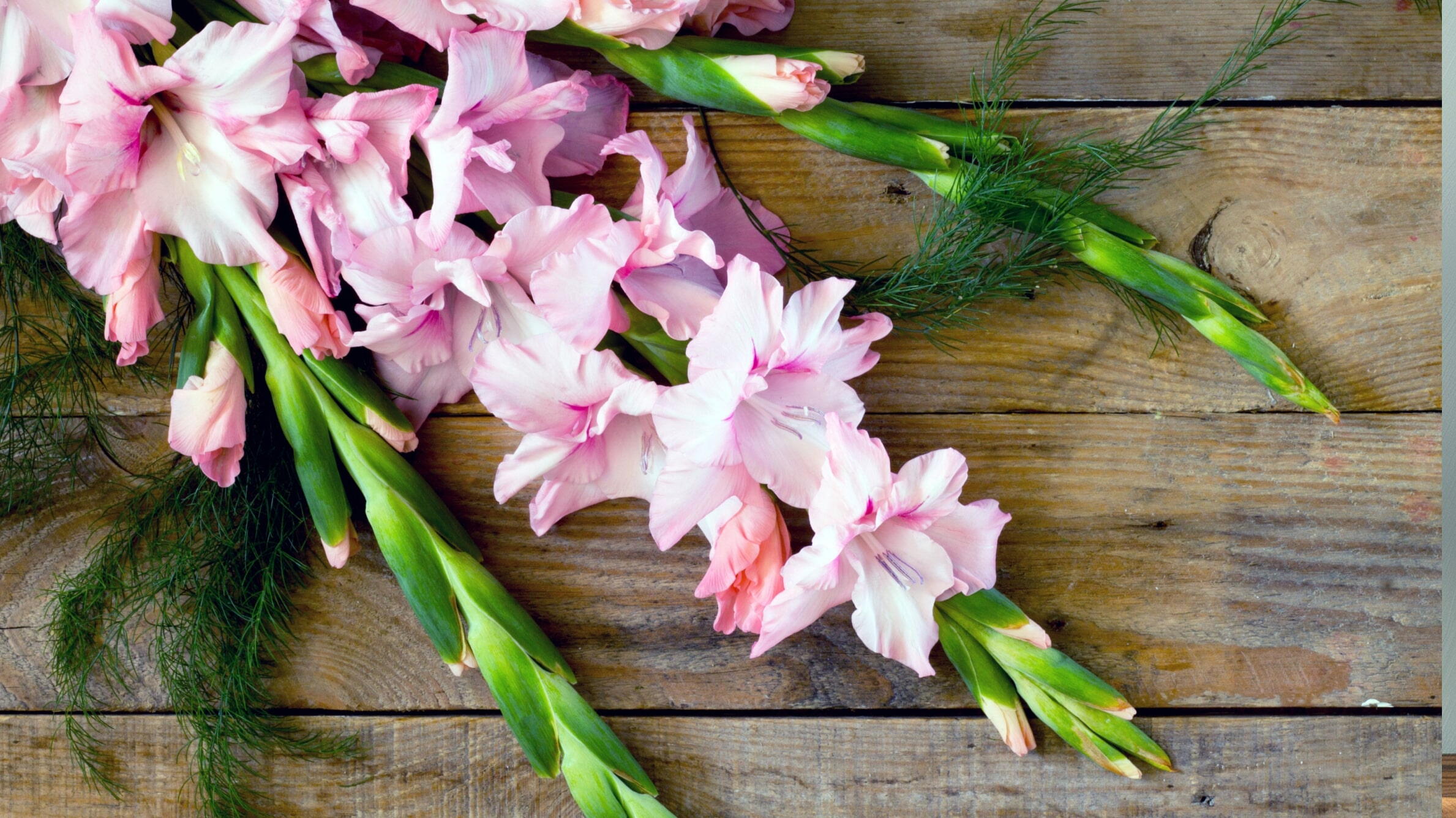 Pink Gladiolus