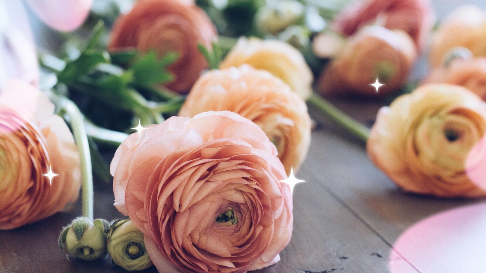Ranunculus