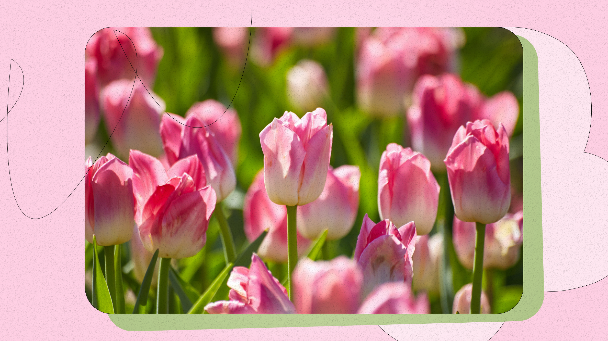 Pink Tulips