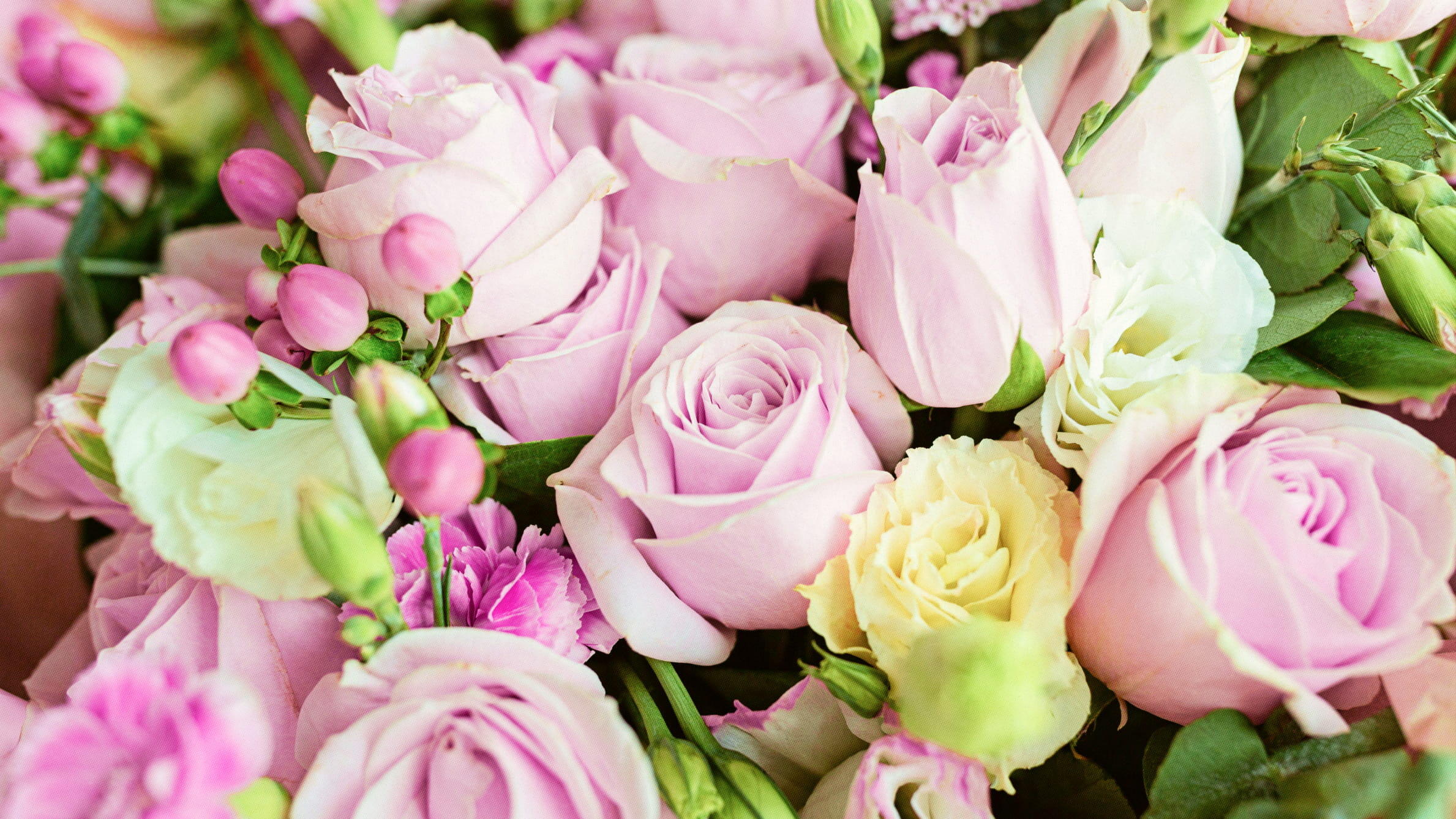 Description of the rose