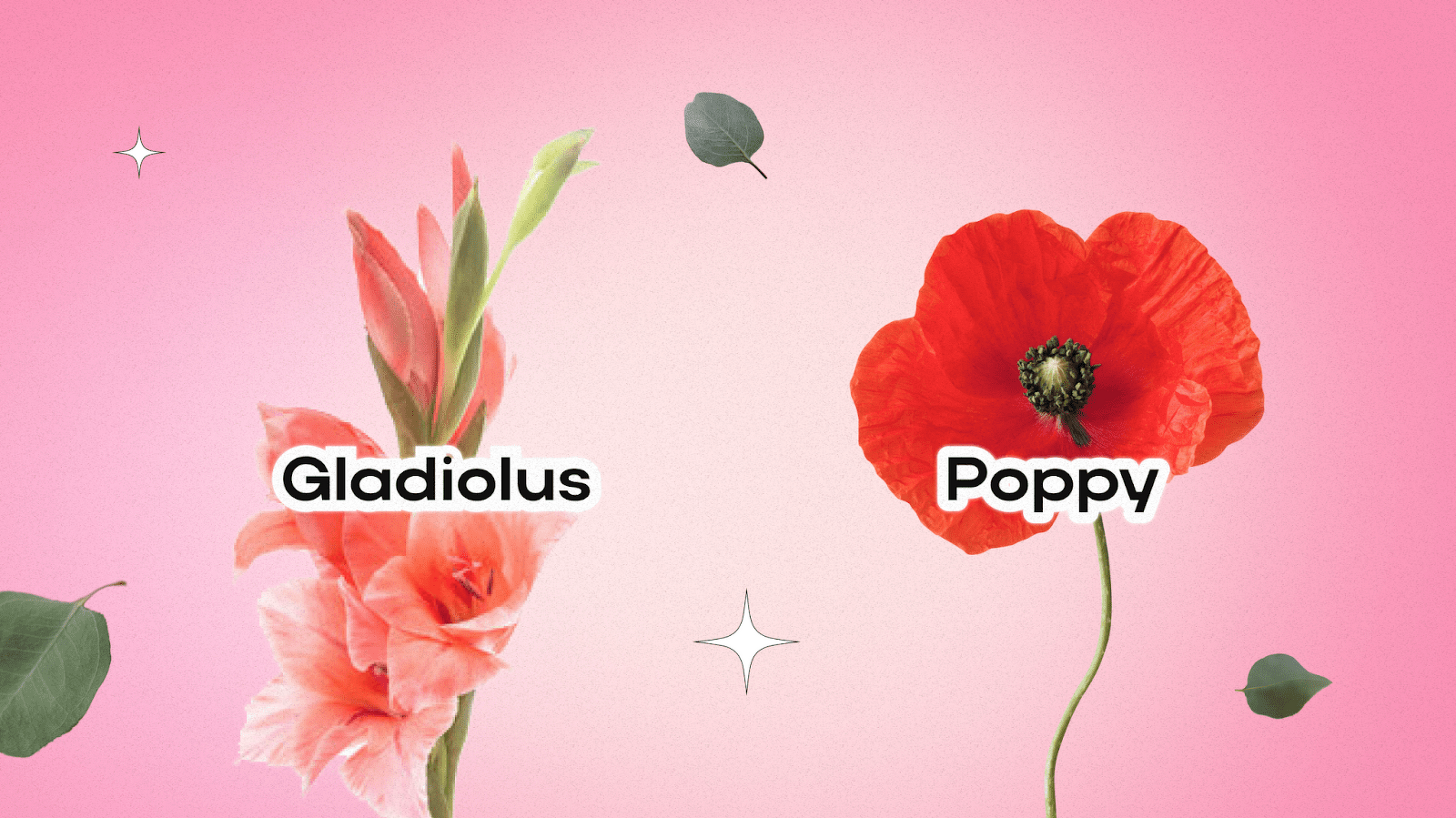 Birth Flowers for August