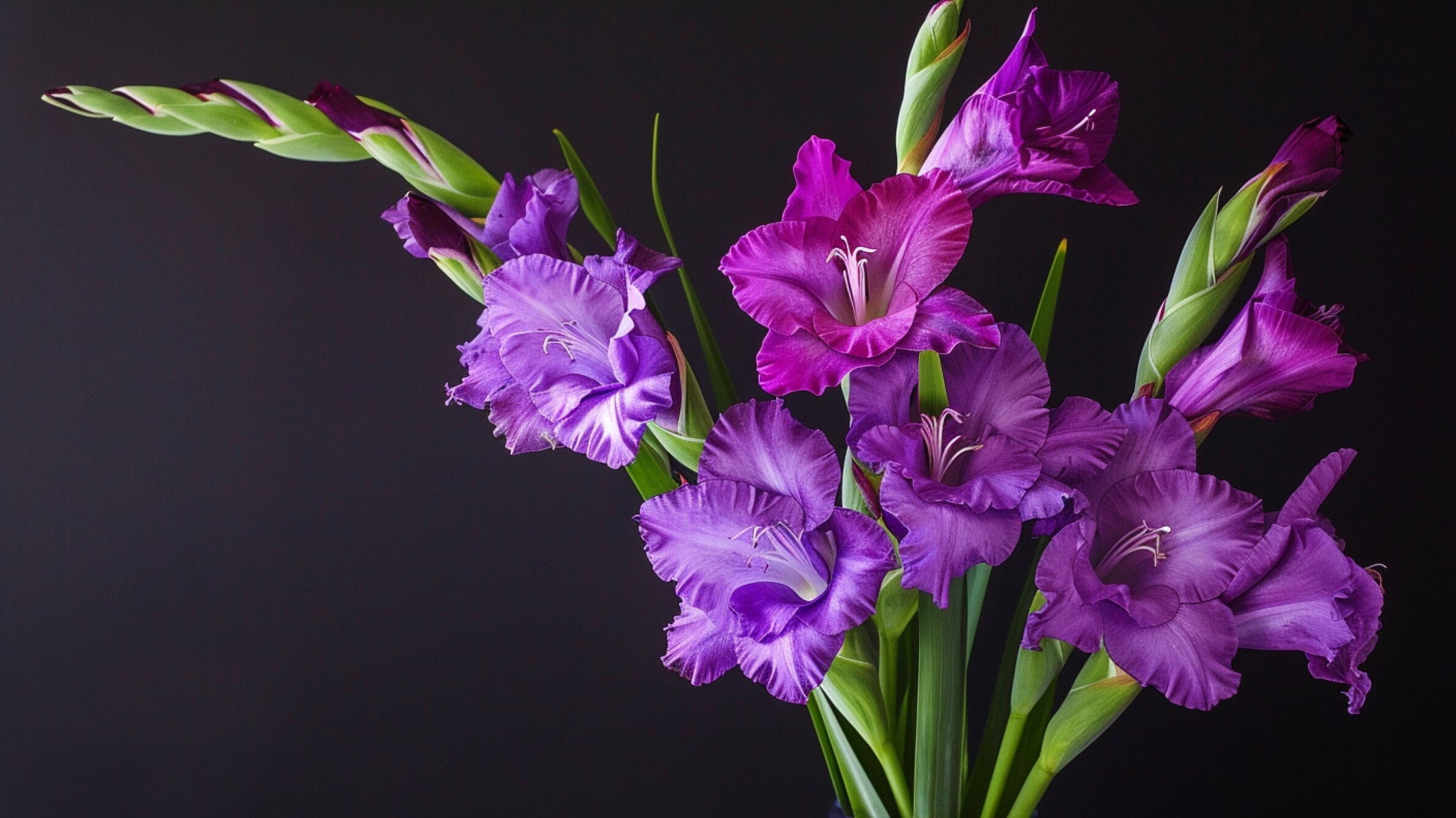 Purple Gladiolus