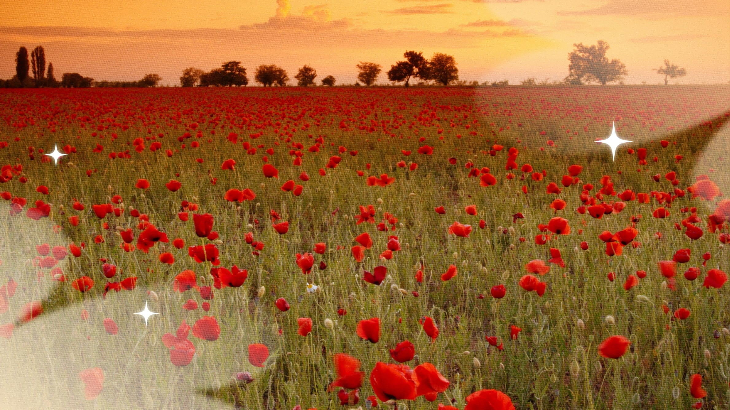 Poppy field