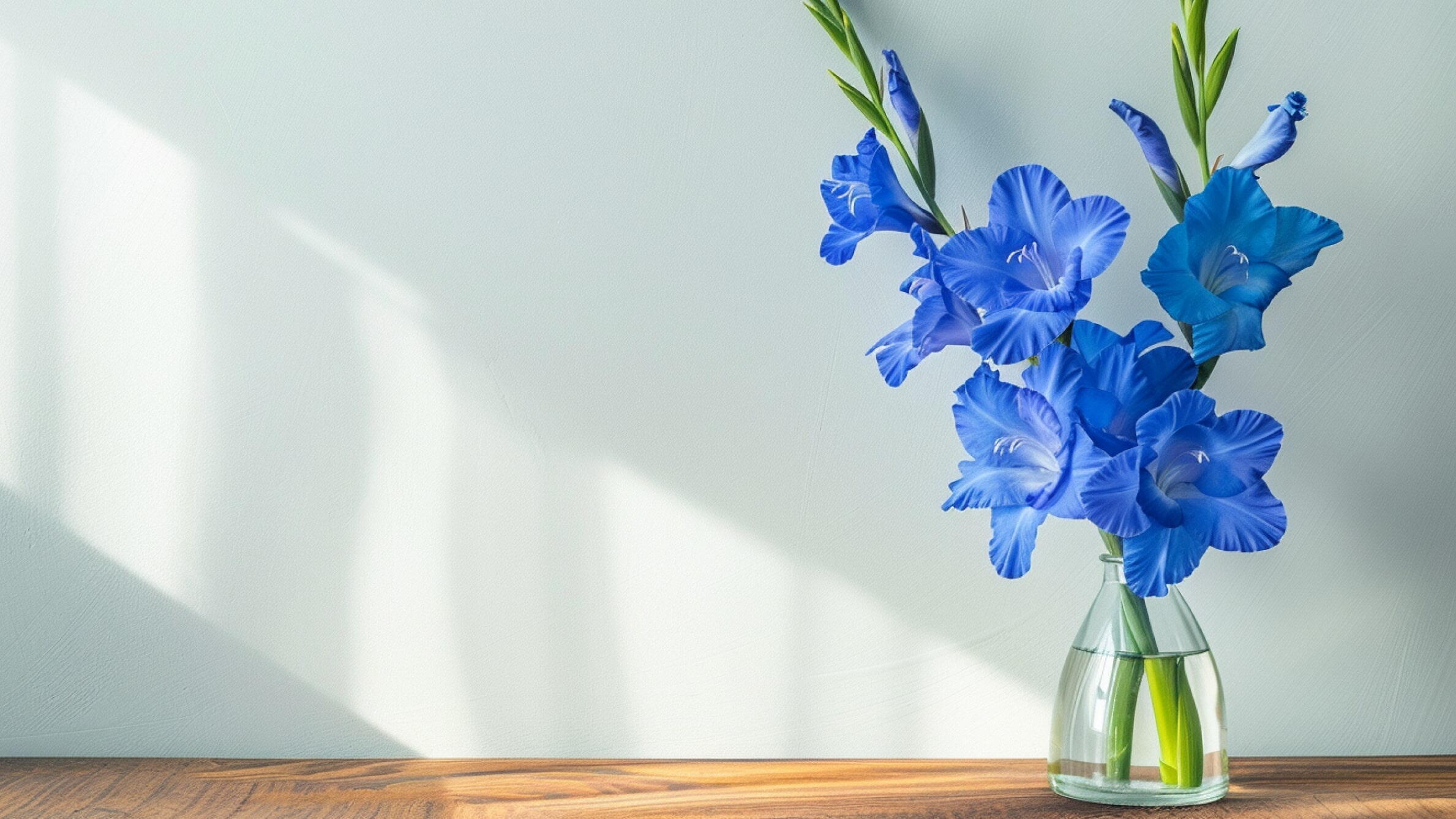 Blue Gladiolus
