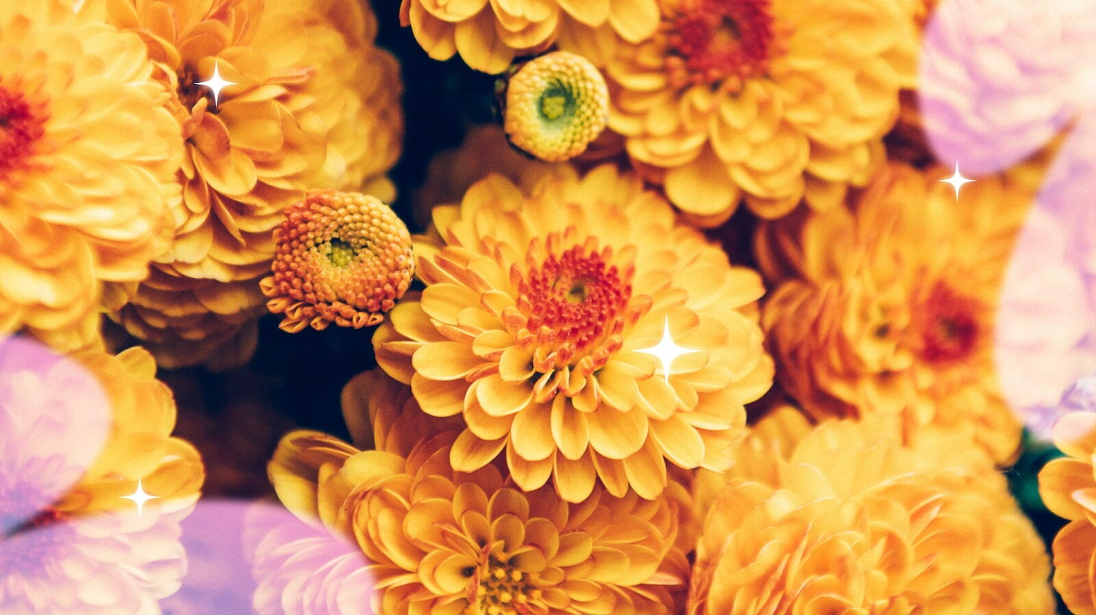 Chrysanthemums
