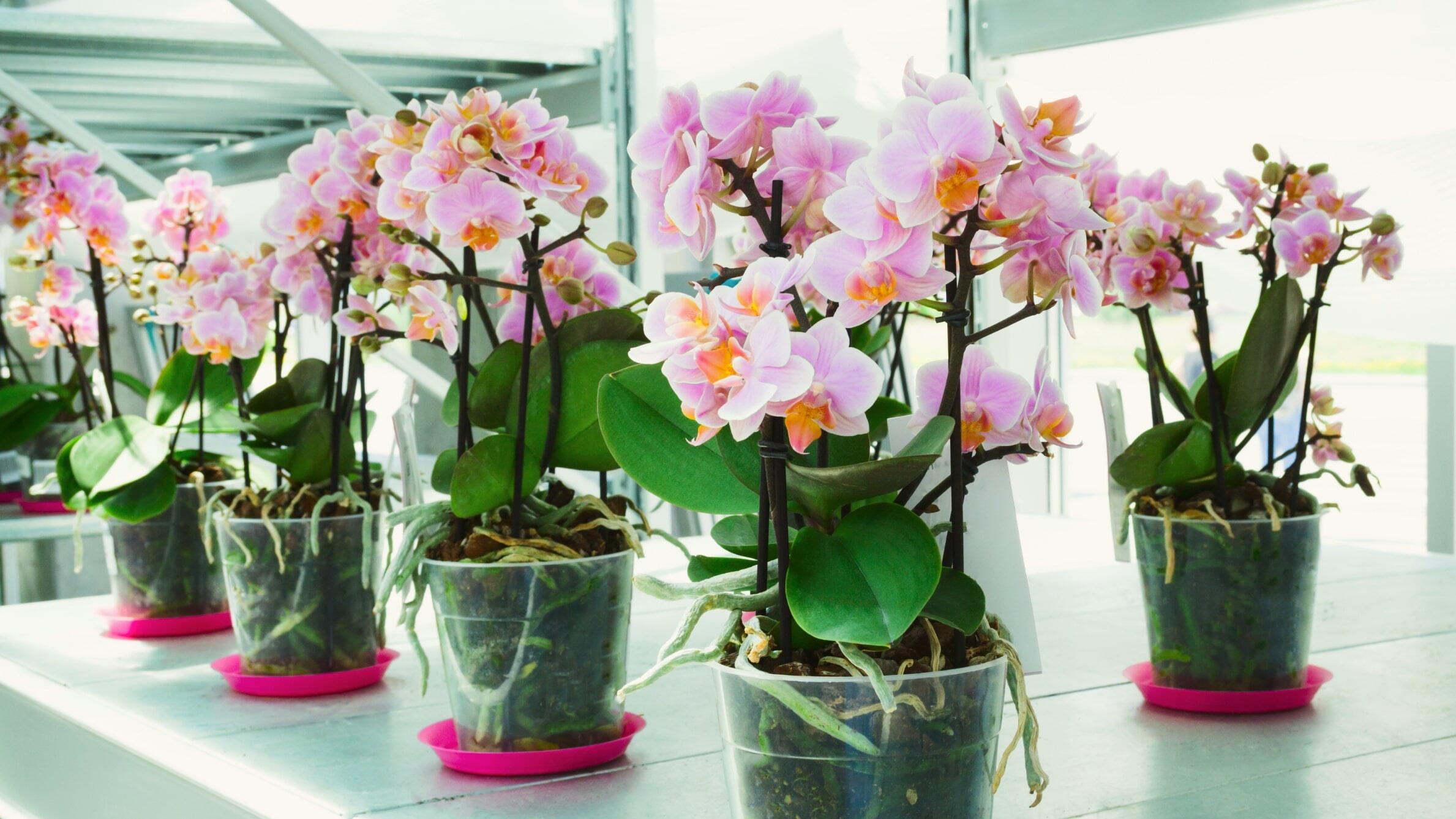 Orchids in pots
