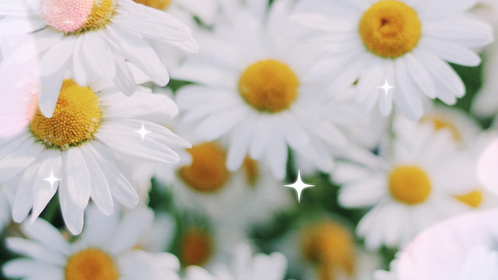 Daisies