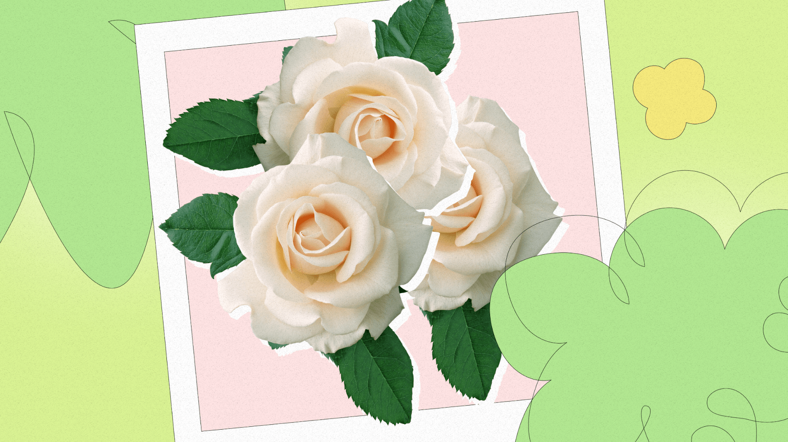 What do cream roses mean?