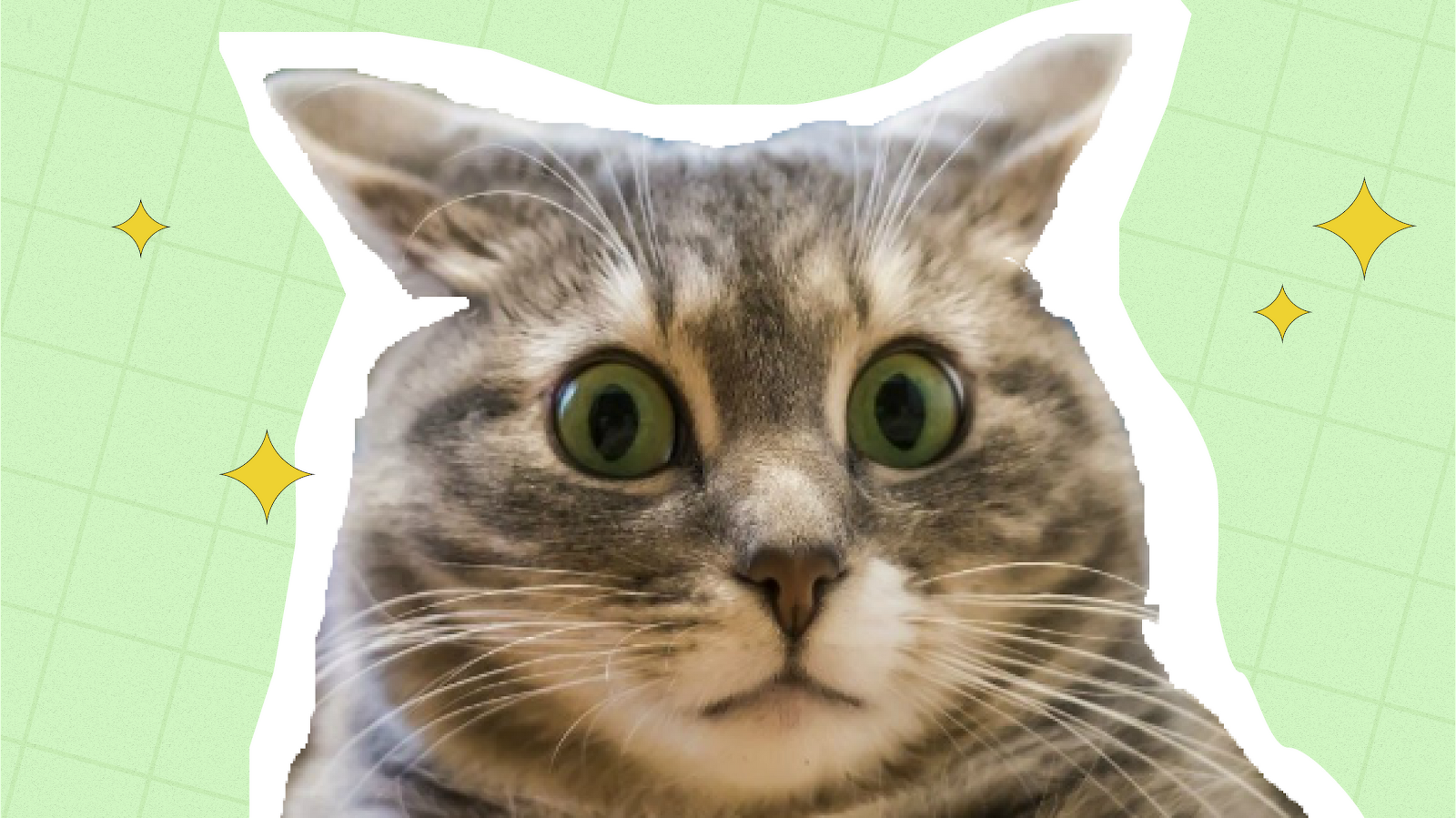 What to Do If Your Cat Ate a Toxic Plant