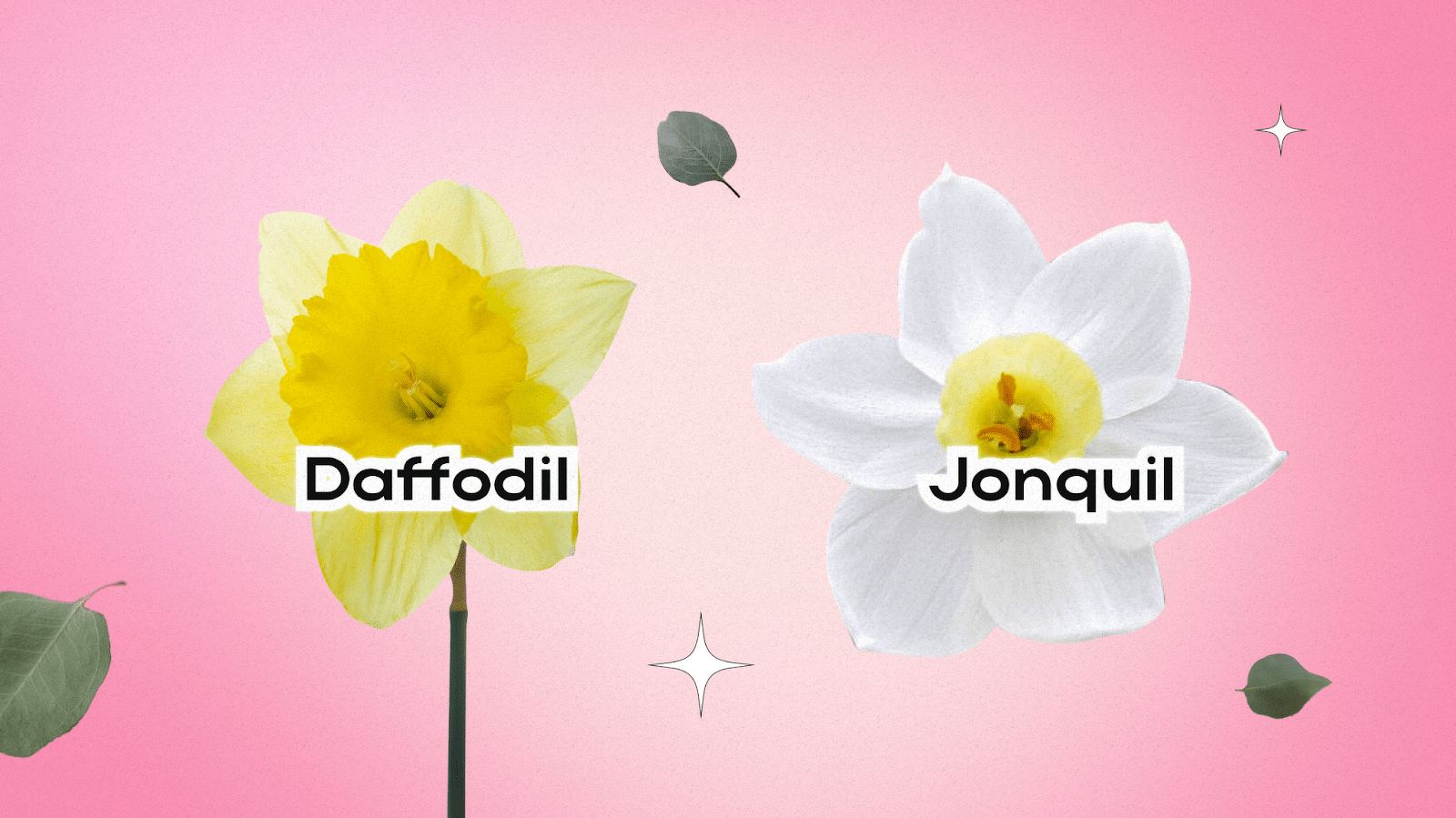 Birth Flowers for March