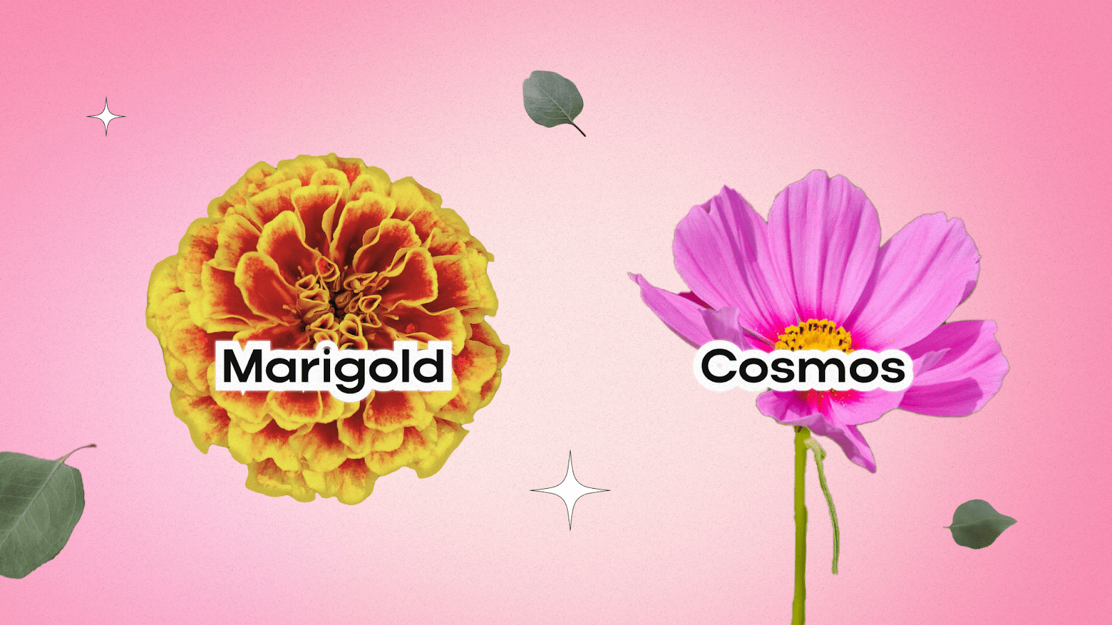 Birth Flowers for October