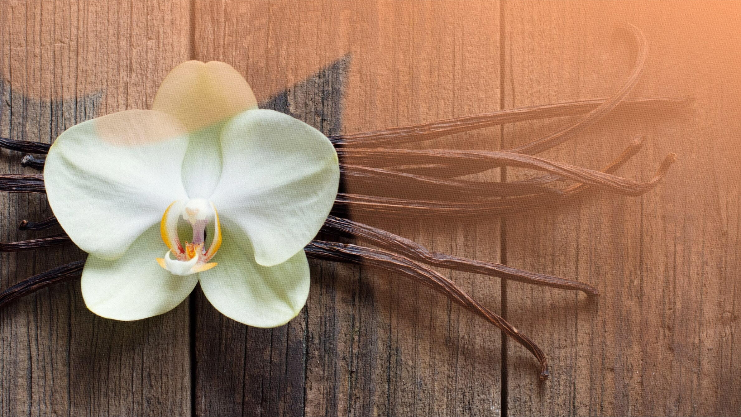 Meaning of an orchid