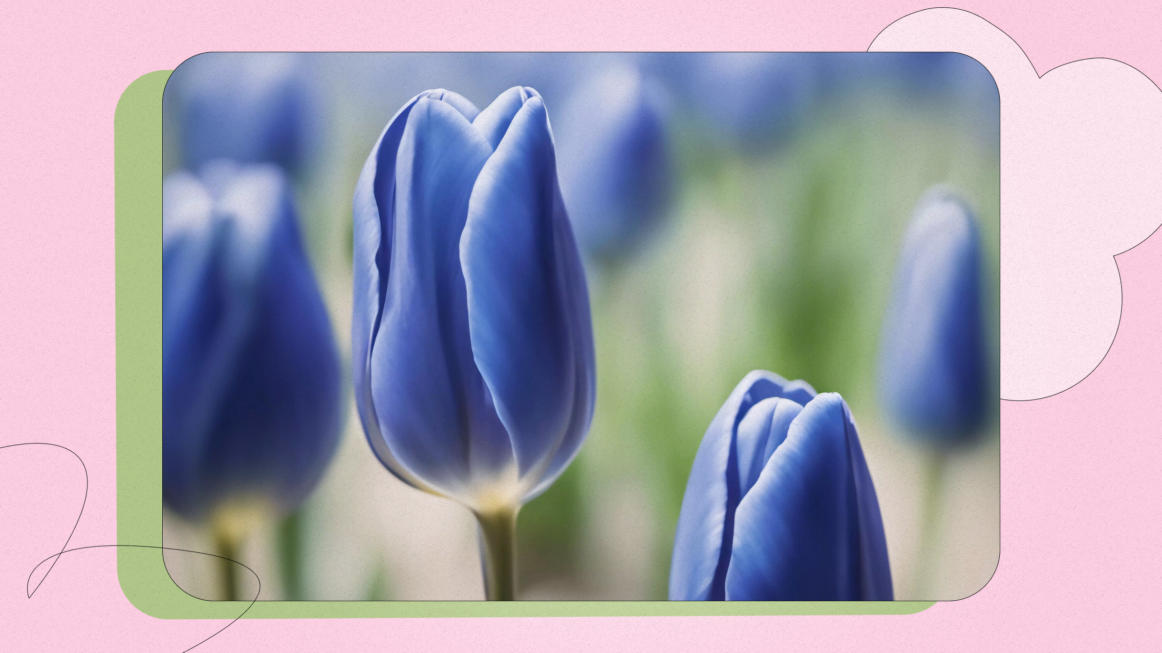 Blue Tulips