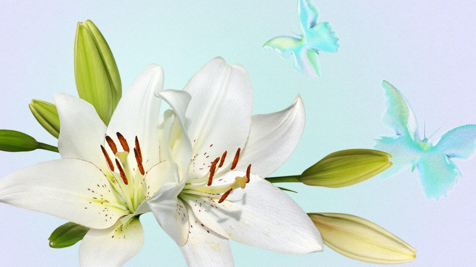 Lily flower Meanings and Symbolism: What do lily colours mean?