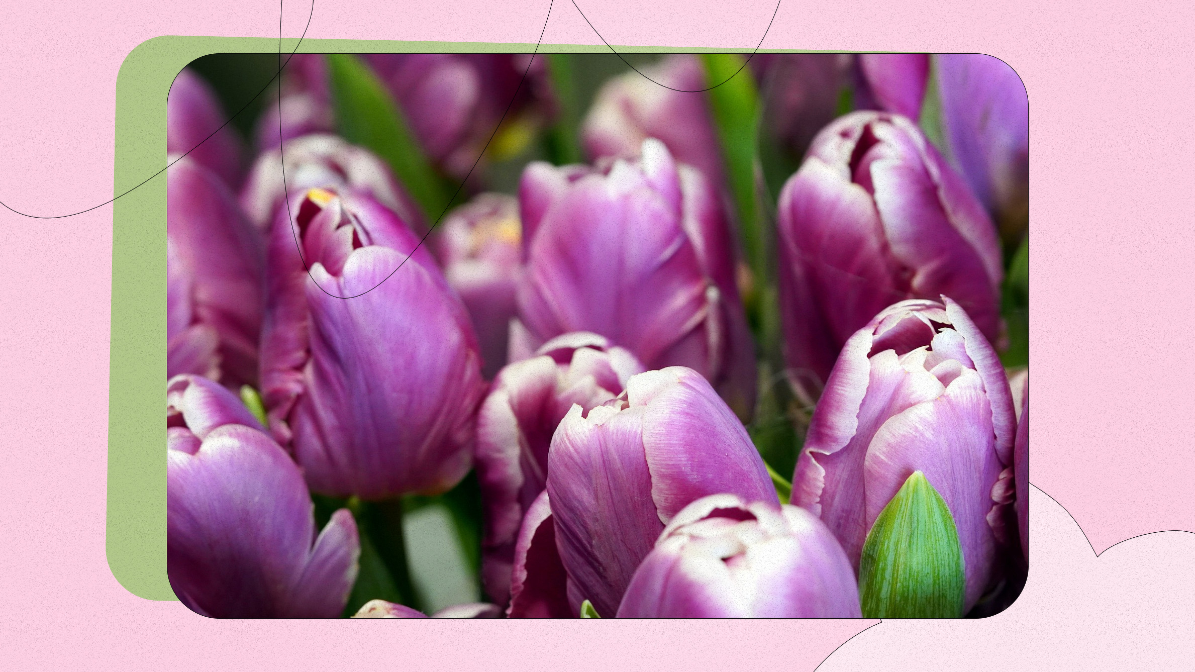 Purple Tulips