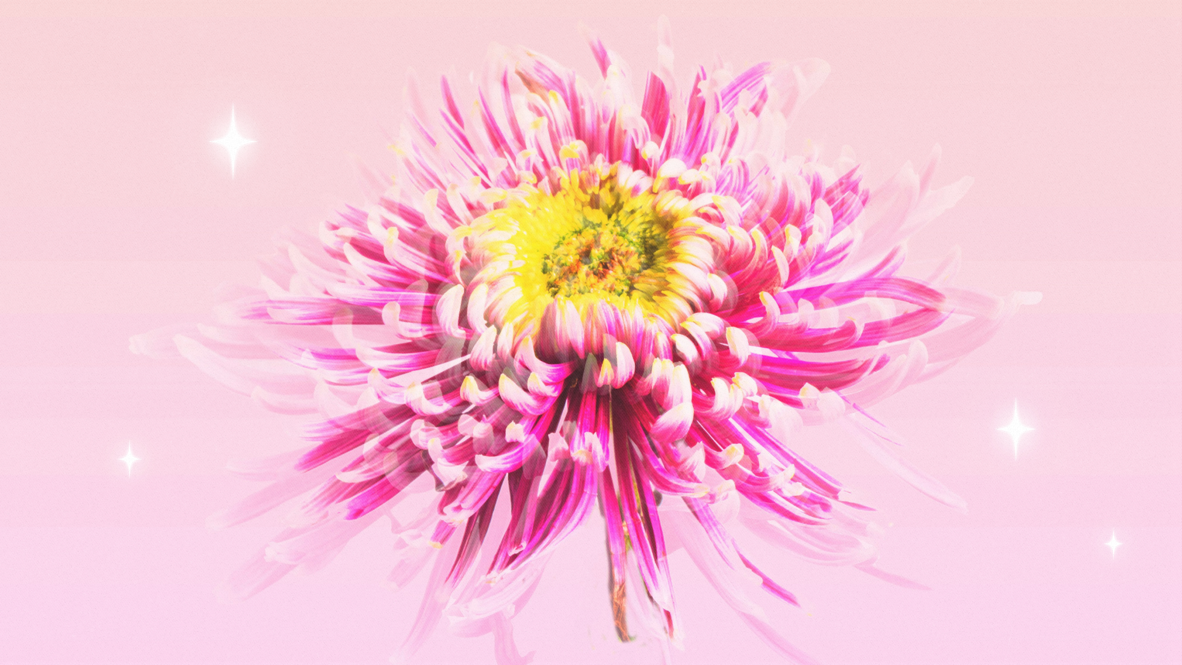 Chrysanthemum meaning and symbolism