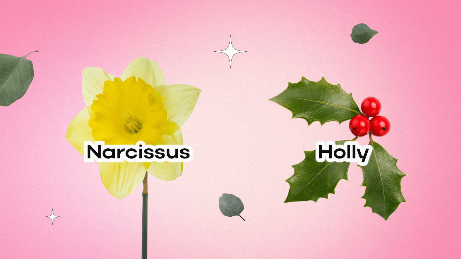 Birth Flowers for December