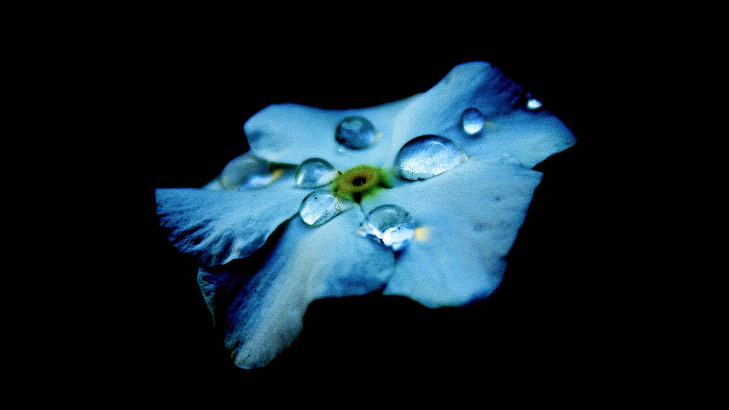 The legend of Narcissus meaning