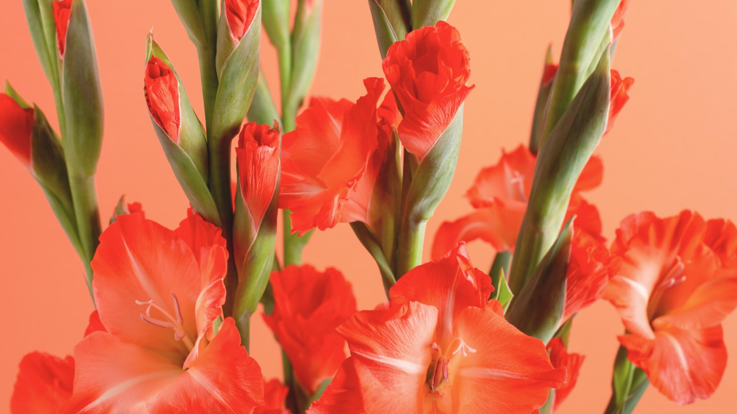 Red Gladiolus