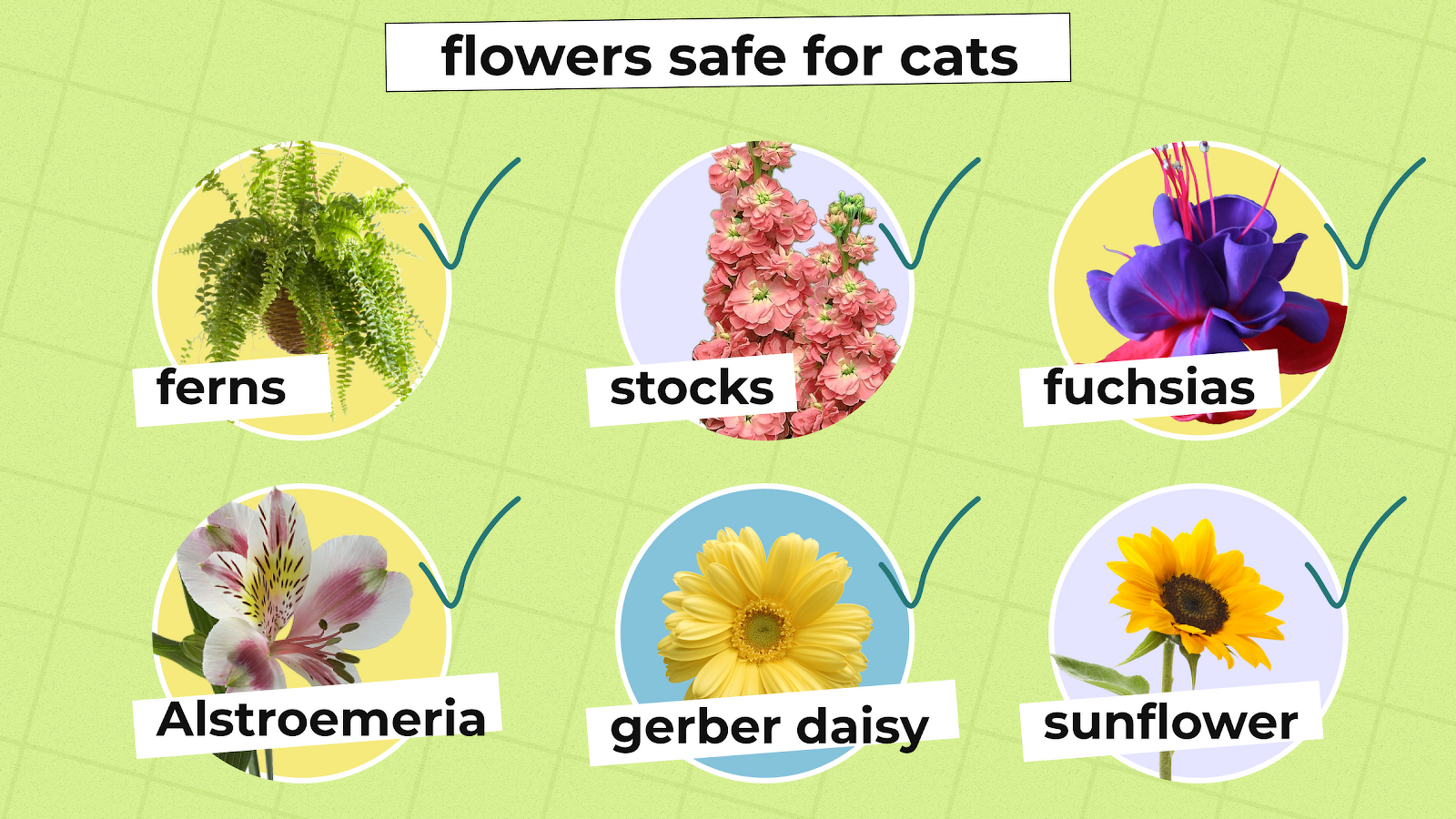 Safe Flowers for Cats